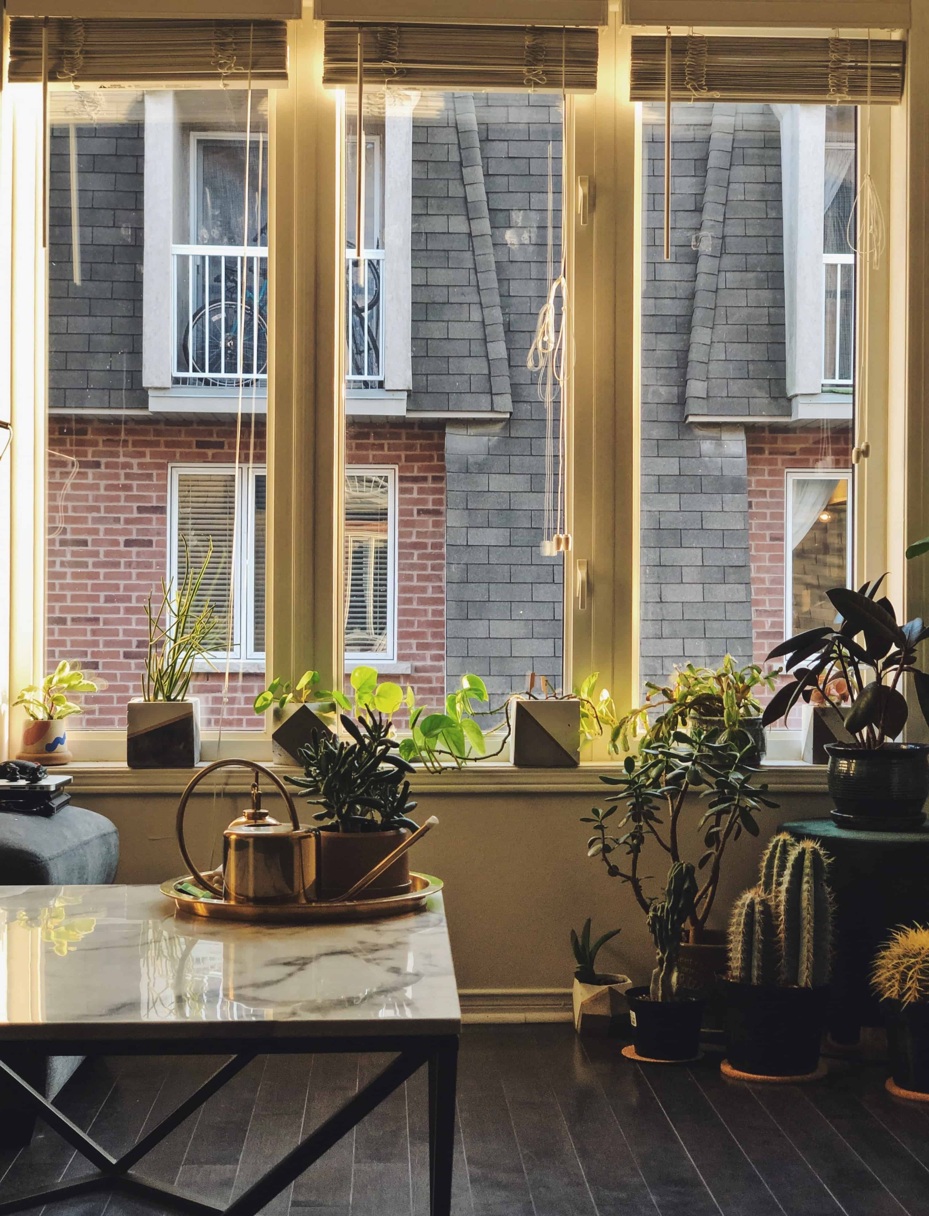 a home with greenery and houseplants
