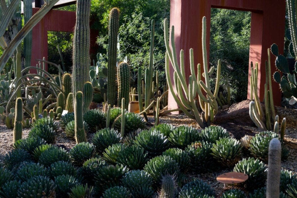 A photo of the flora within the Desert Botanical Gardens in Phoenix, AZ