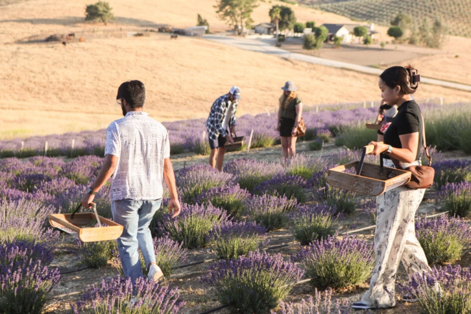 People picking lavender in a field at Hambly Farms, a stop on the San Luis Obispo bucket list
