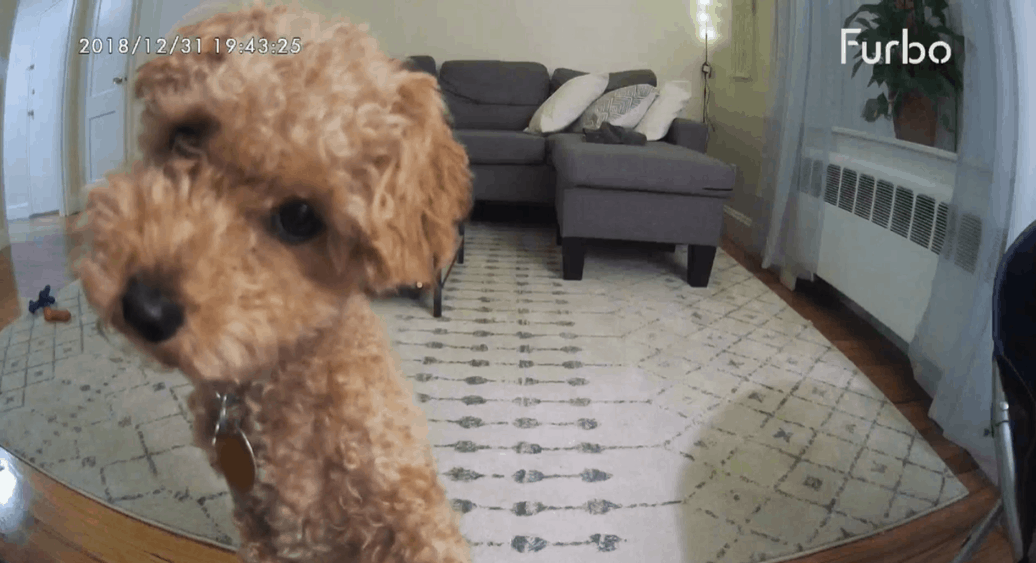 Dog looking into a Furbo smart home camera