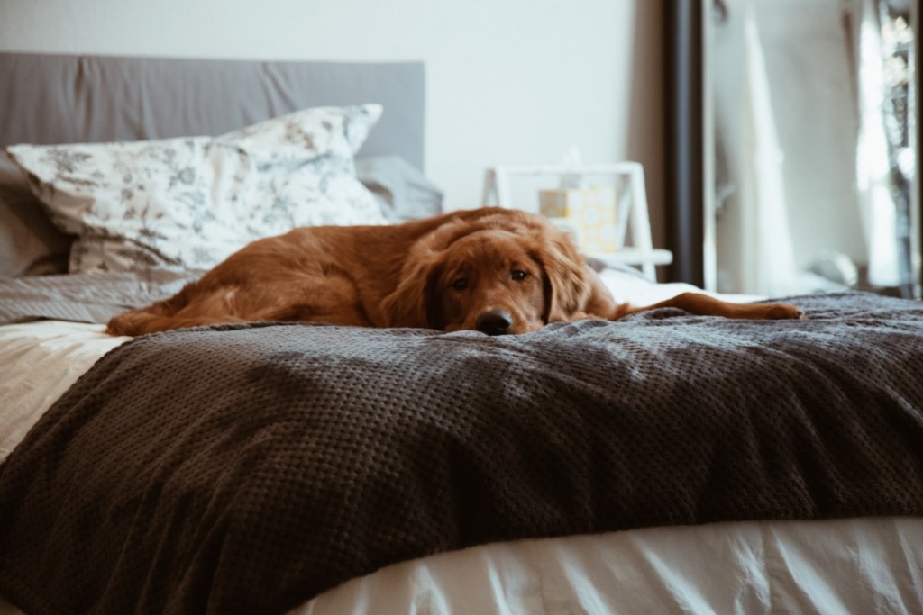 dog on bed may be affecting your indoor allergies