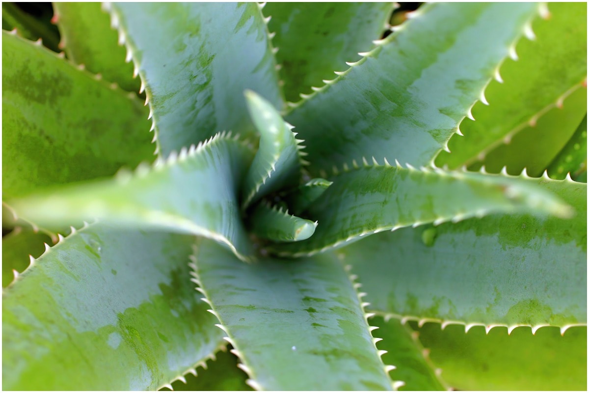 A Aloe Plant