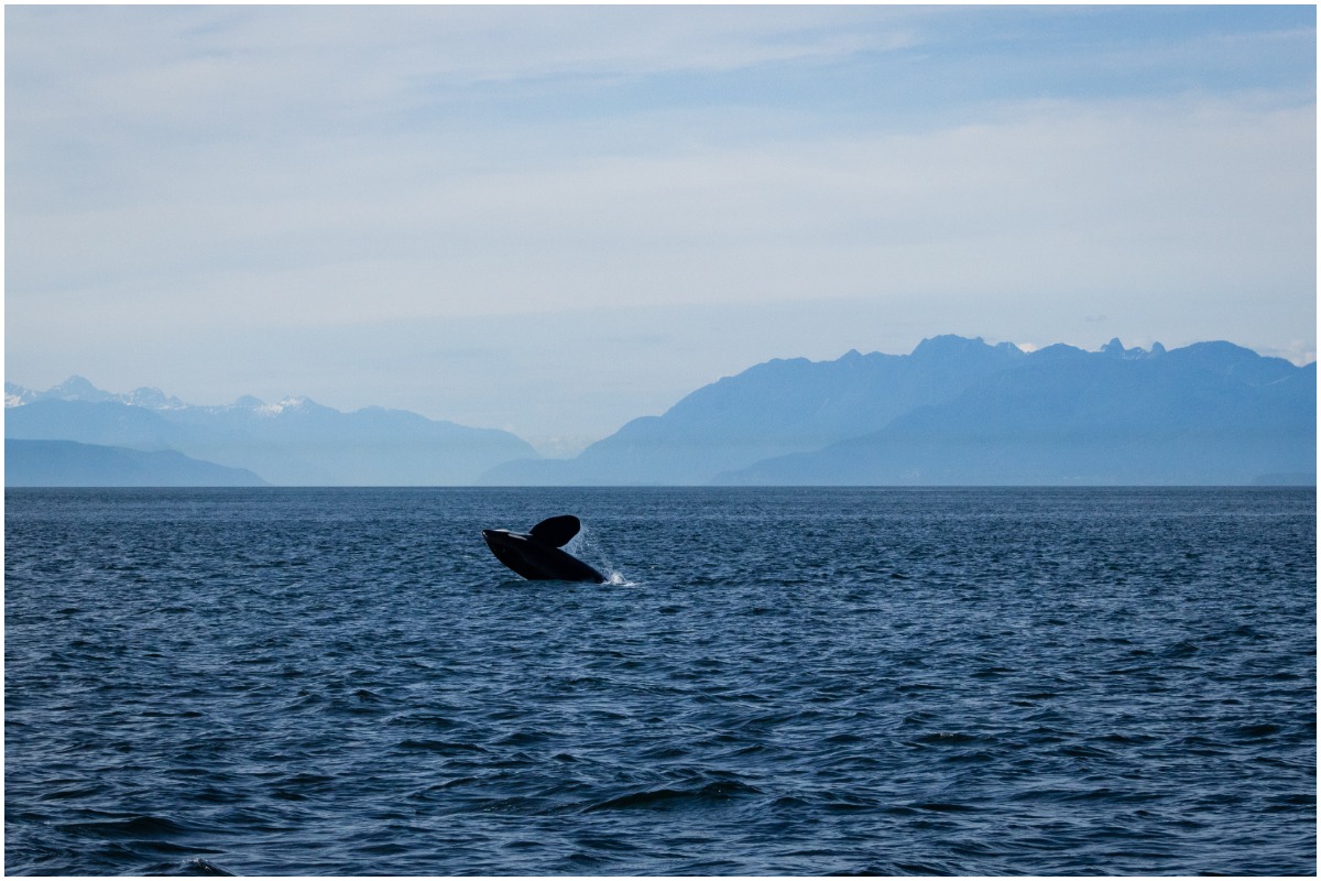 An Orca in the Puget Sound