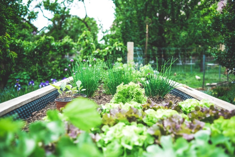 A backyard vegetable garden