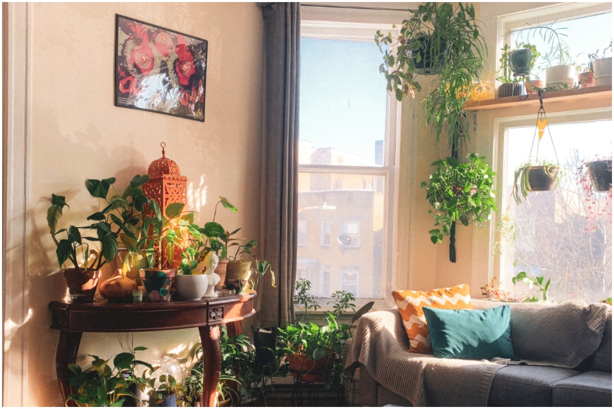 Some of the best plants for apartments