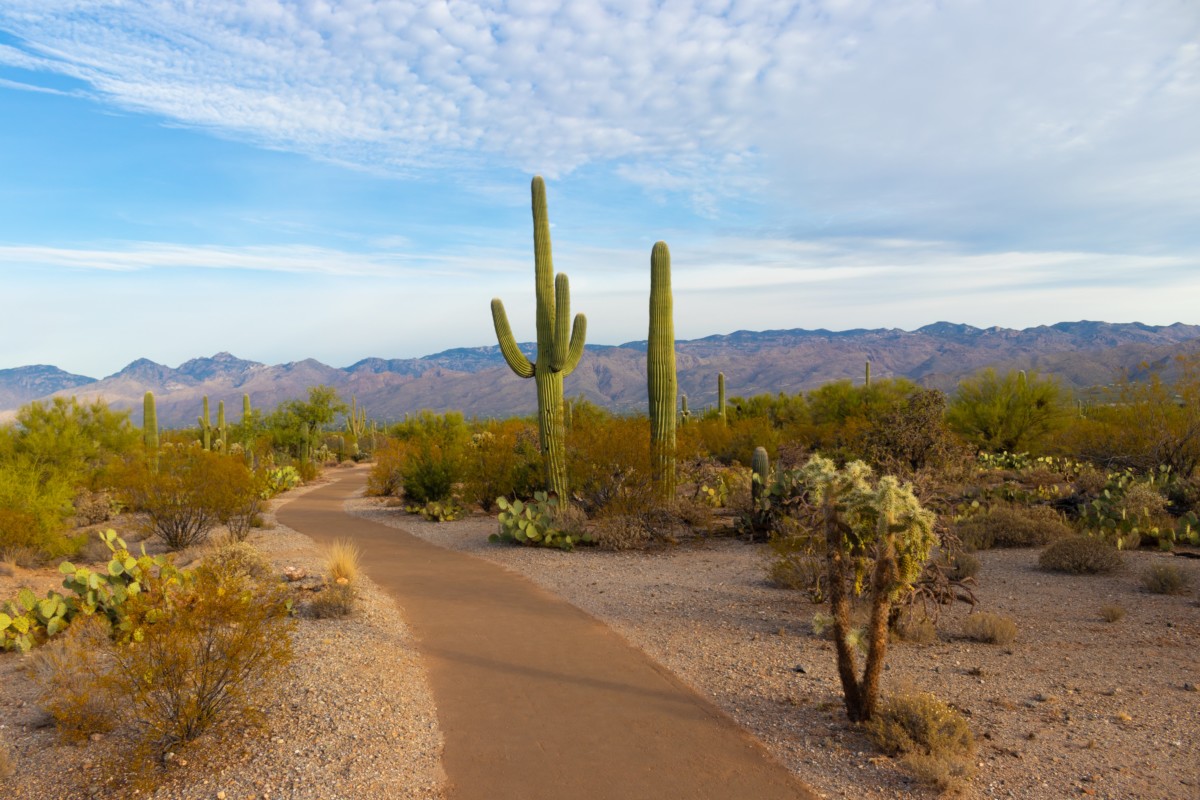 desert landscape trail with cactus