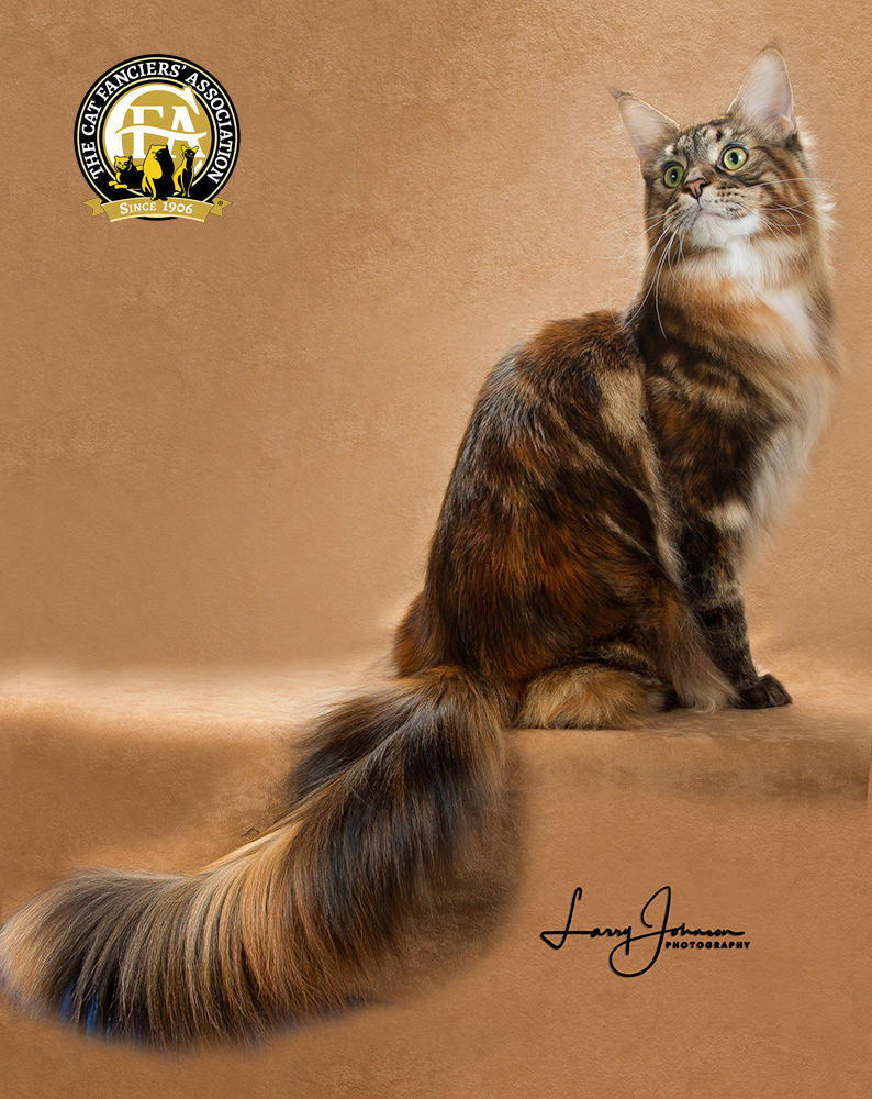 The sweet and cuddly Maine Coon Cat is among the best cat breeds for apartment living