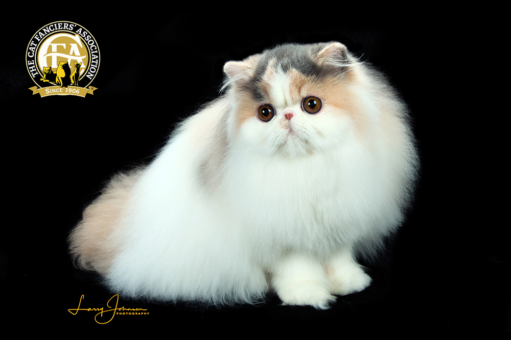 Persians are one of the best cats for apartments since they require low to moderate activity 