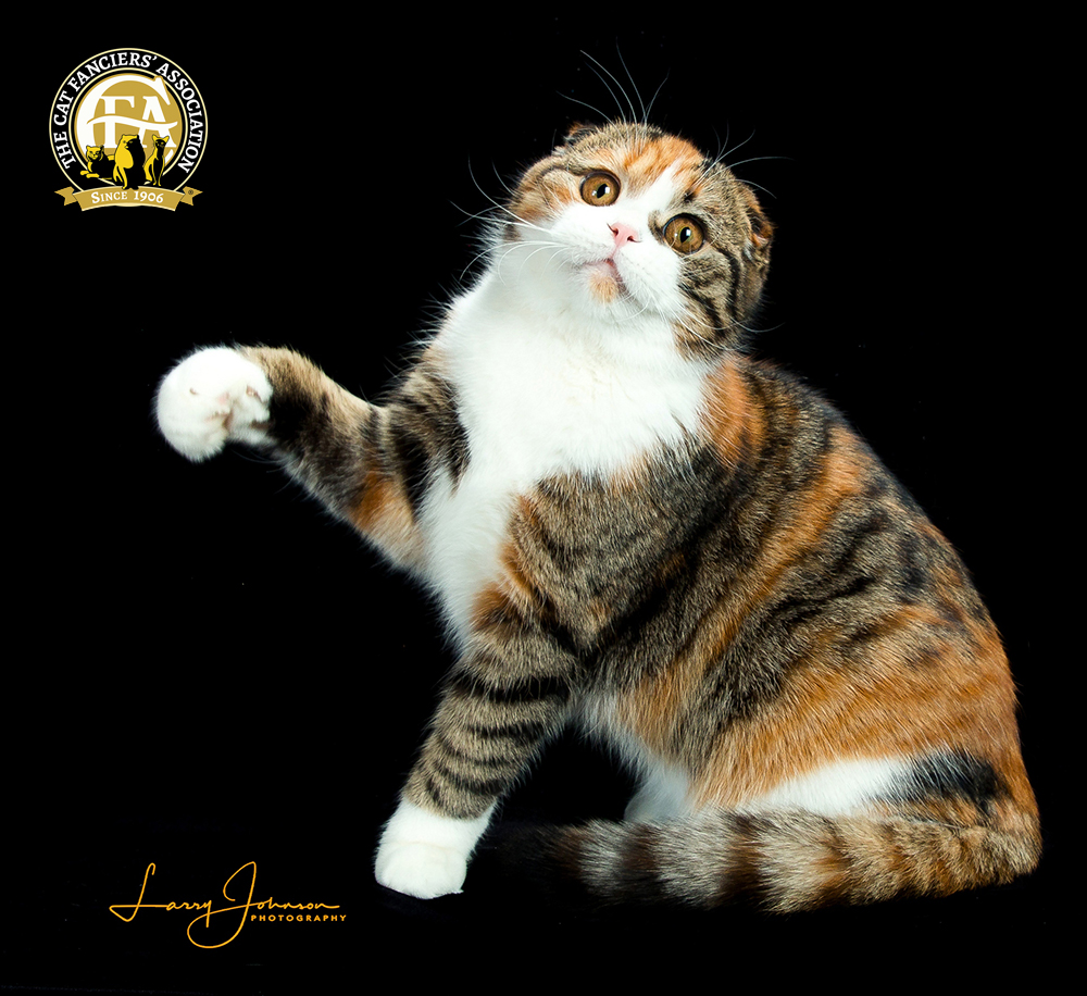 Scottish Folds adapt well to any environment making them one of the best cat breeds for apartments