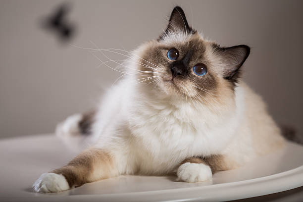 Sweet and loving, Birmans are one of the best cats for apartments