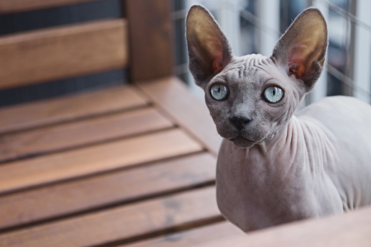 Ideal for smaller spaces, the Sphynx ranges from 6 to 12 pounds