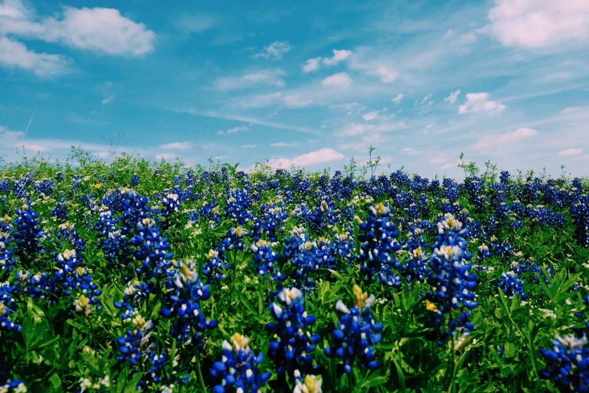 bluebonnet fields in a texas suburb