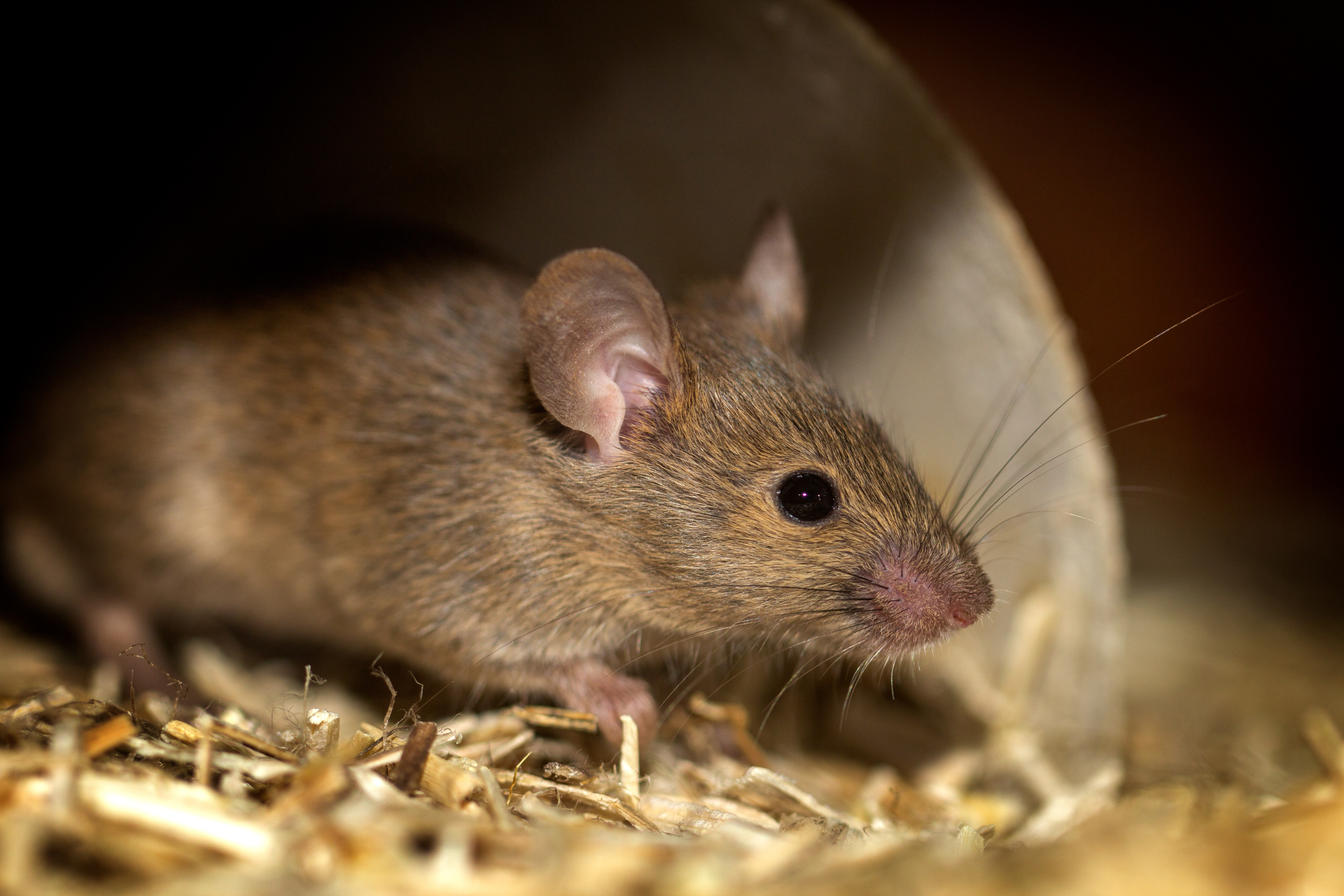 Obvious signs of mice infestation: a mouse building a nest inside your home