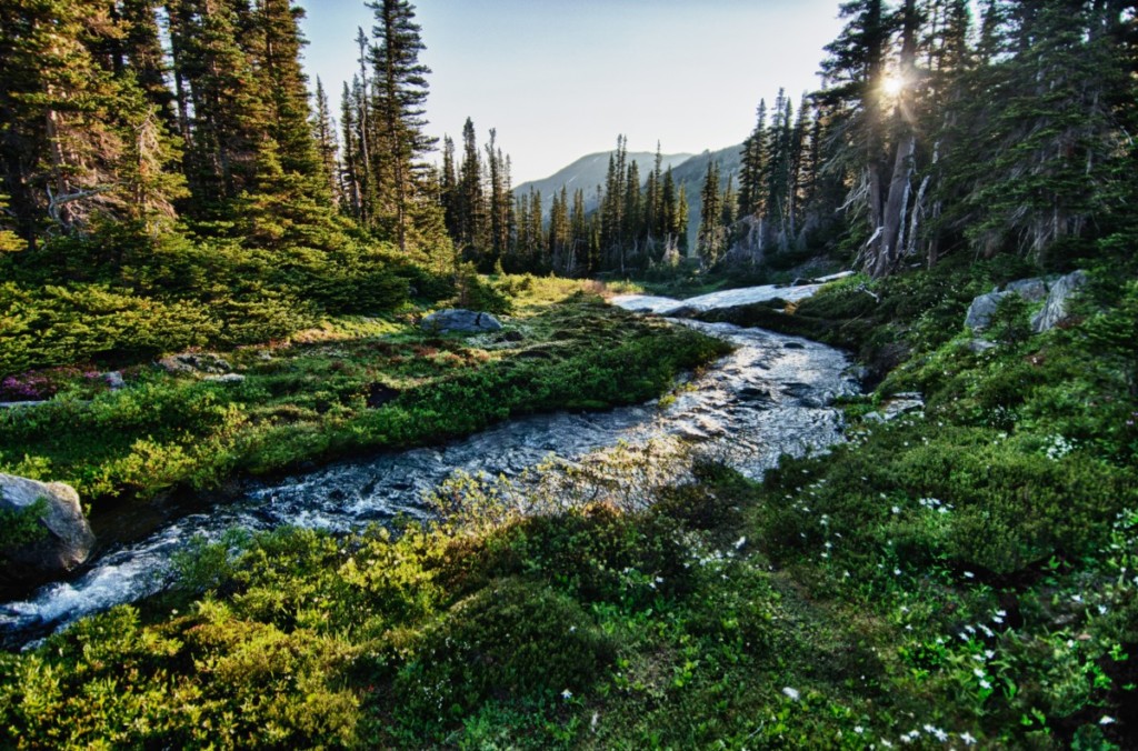 stream at olympic national park