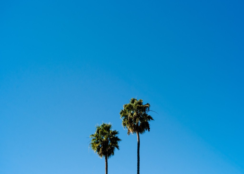 palm trees on blue sky in california city 
