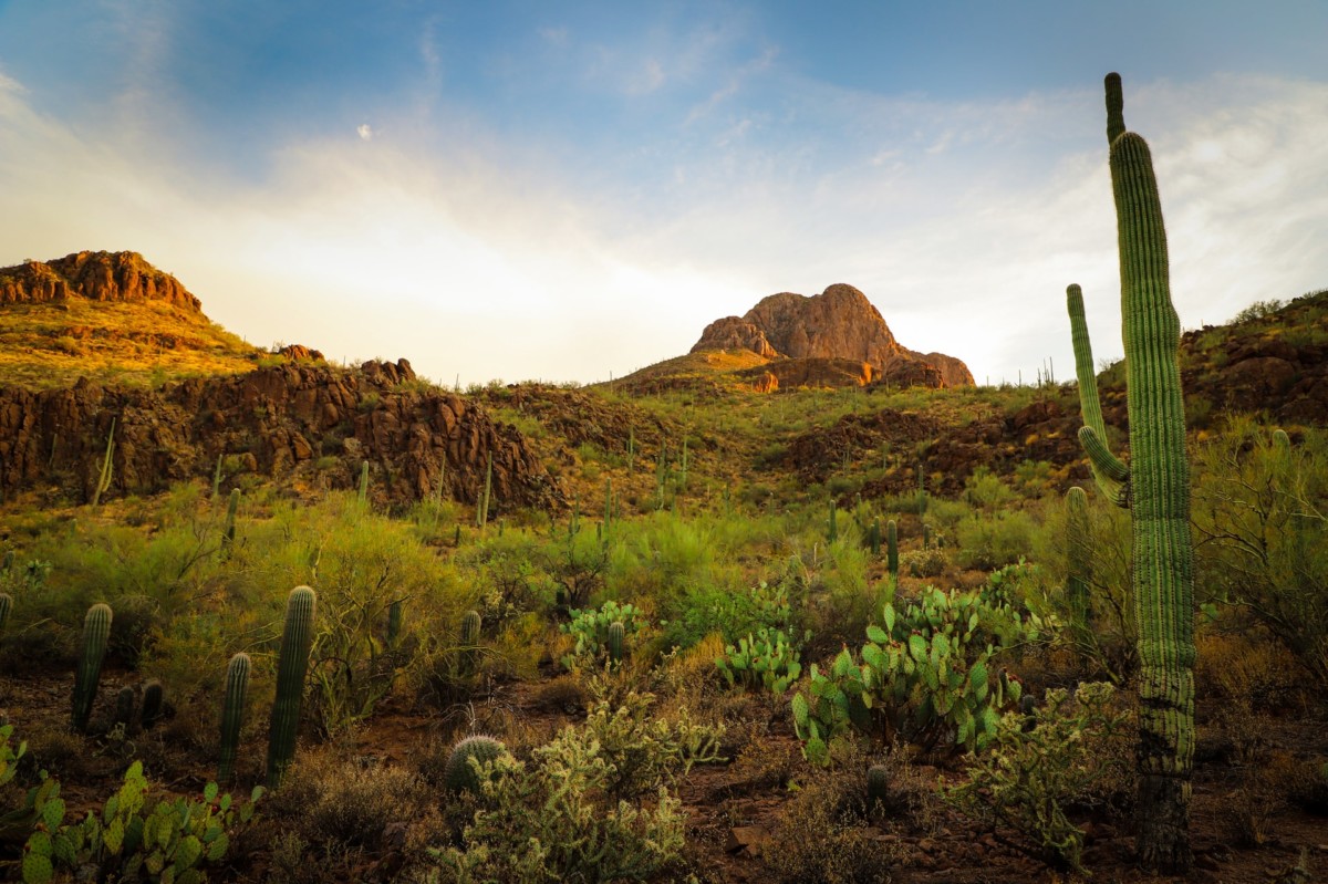 Tucson desert with cactus