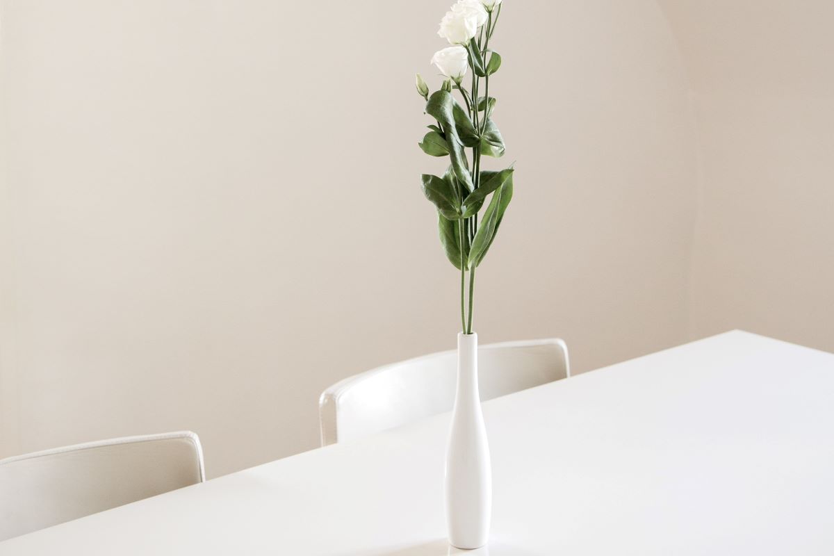 plant on a white table