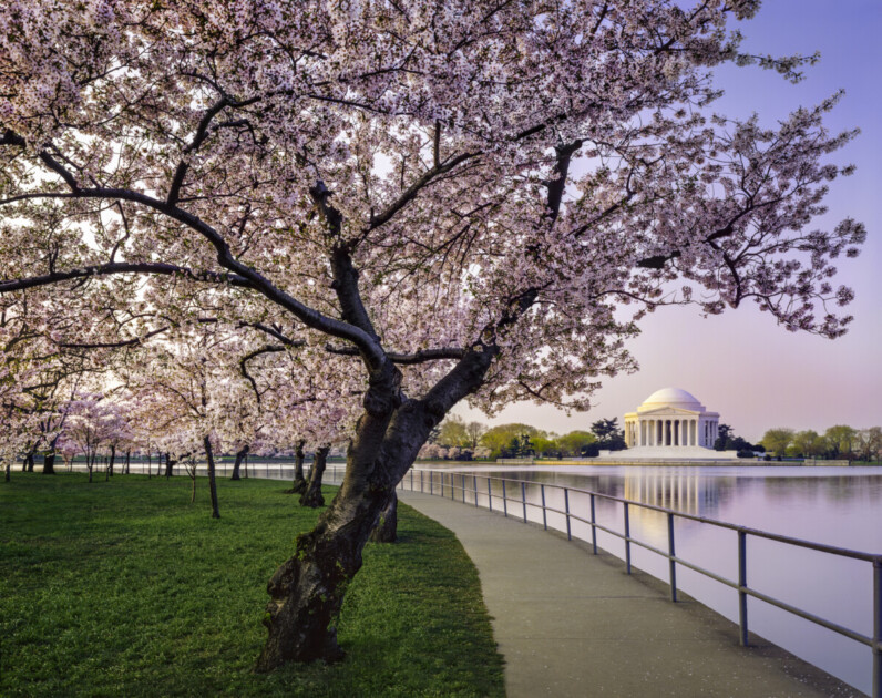 Washington DC cherry trees, footpath, Tidal Basin lake, Jefferson Memorial