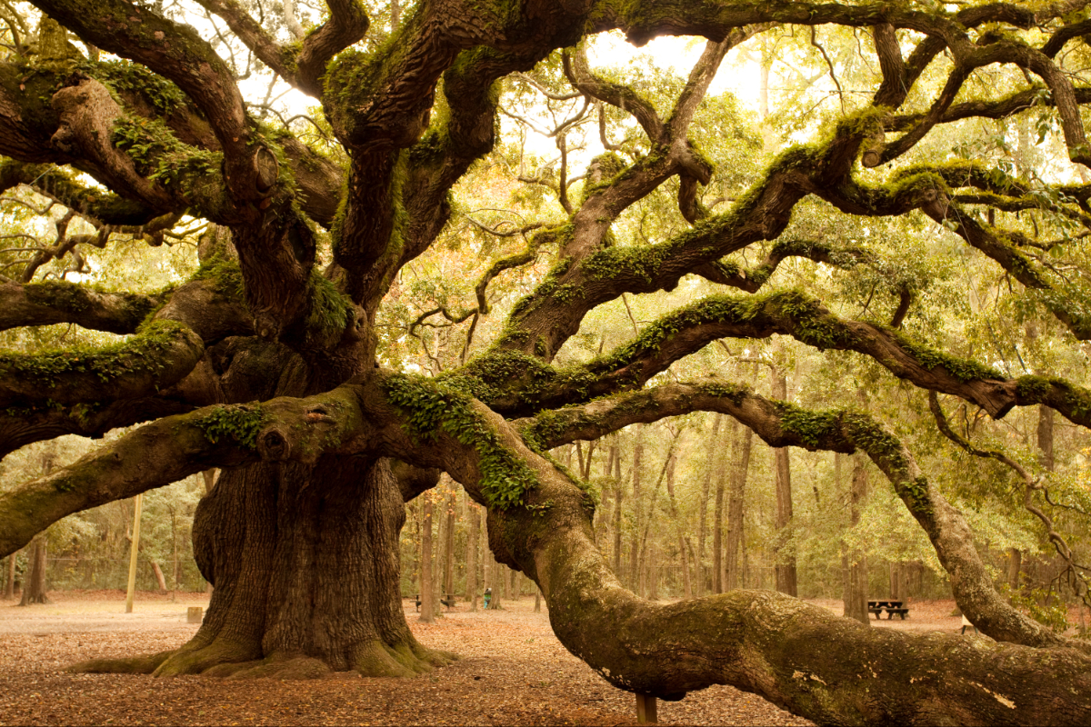 The Angel Oak Tree 