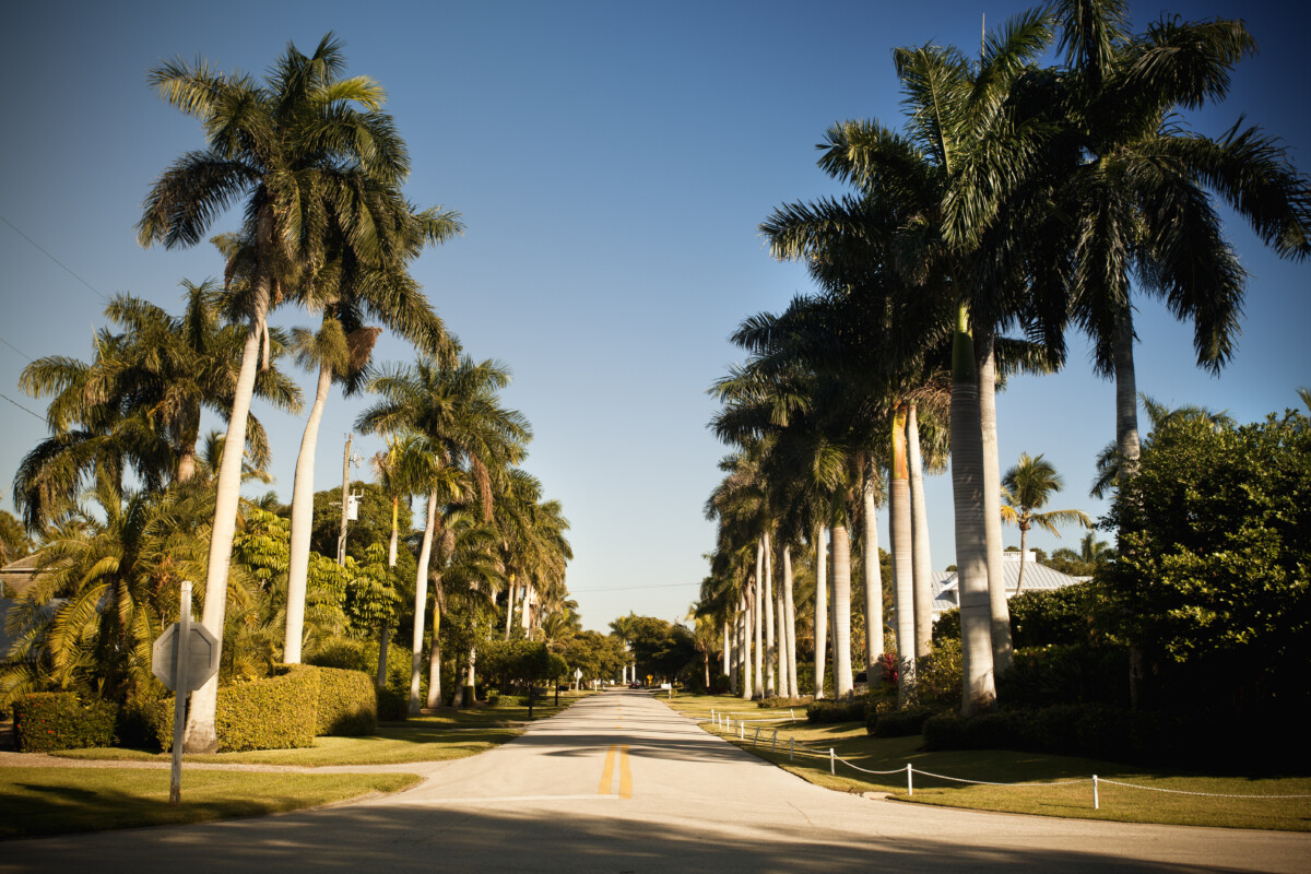 palm trees in fort myers florida road_Getty