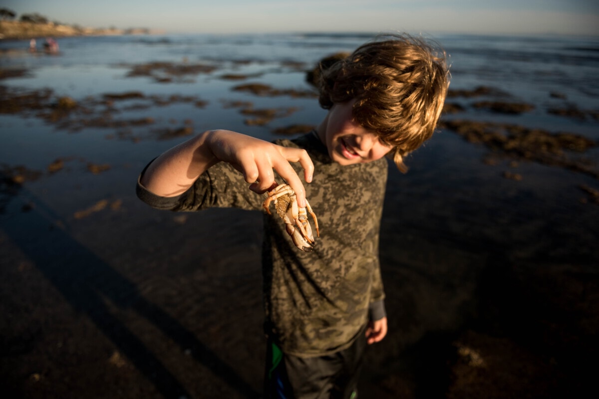 Child holding a crab at sunset