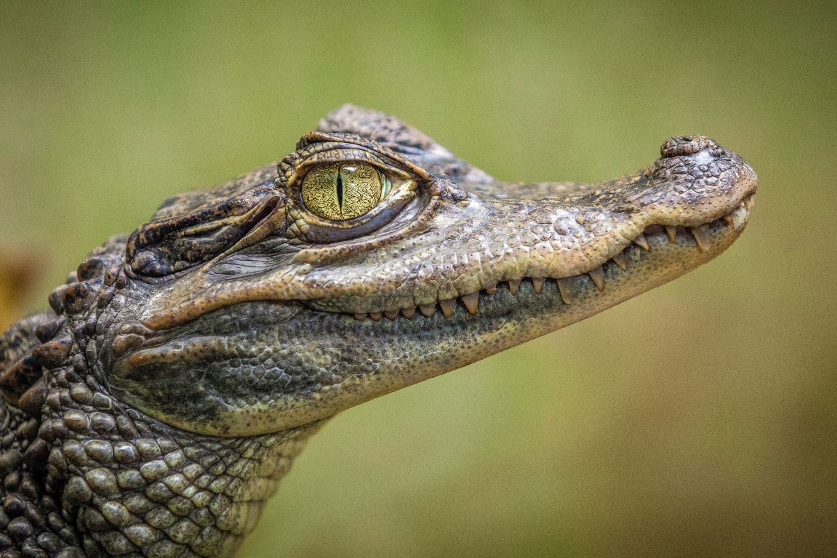 alligator side profile